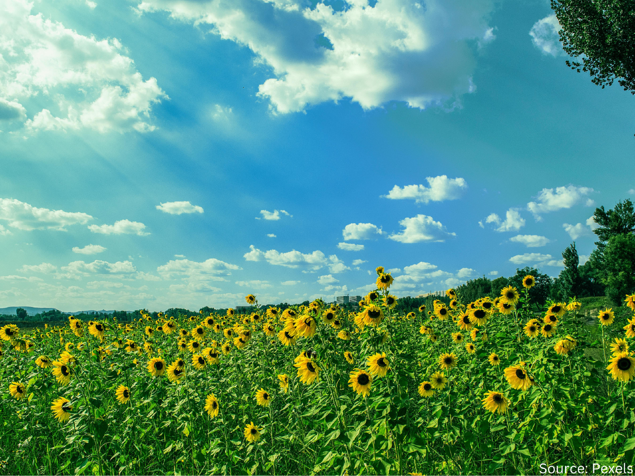 sunflowers in a field